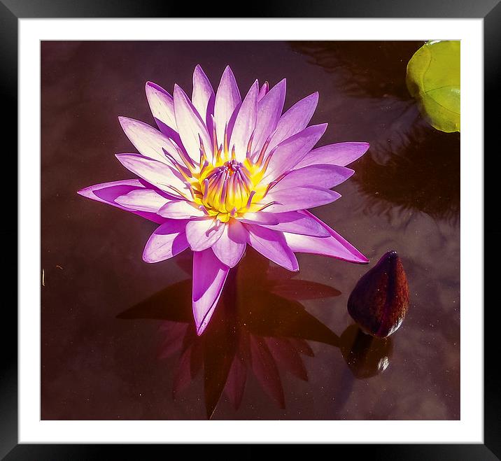  Stunning Water Lily Framed Mounted Print by scott innes
