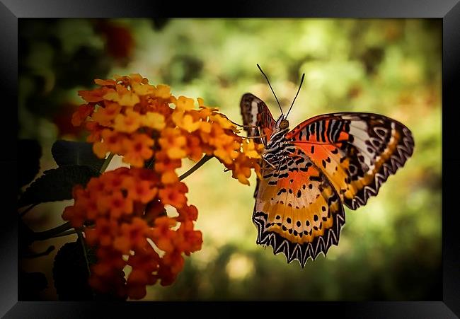  Beautiful butterfly Framed Print by scott innes
