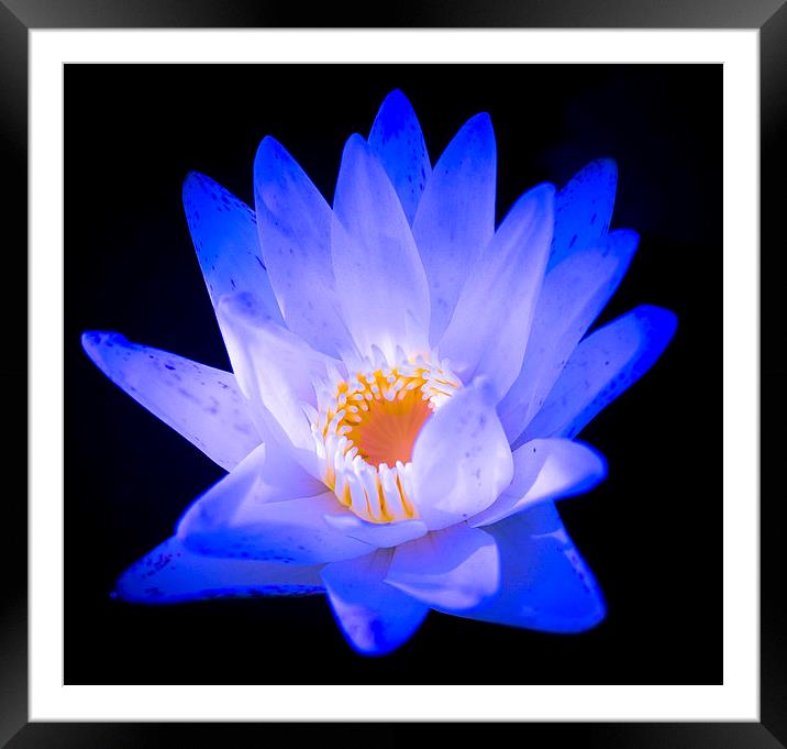  Flower Water Lily Framed Mounted Print by scott innes