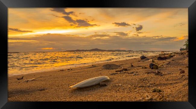 Calmness and the cuttle Framed Print by scott innes