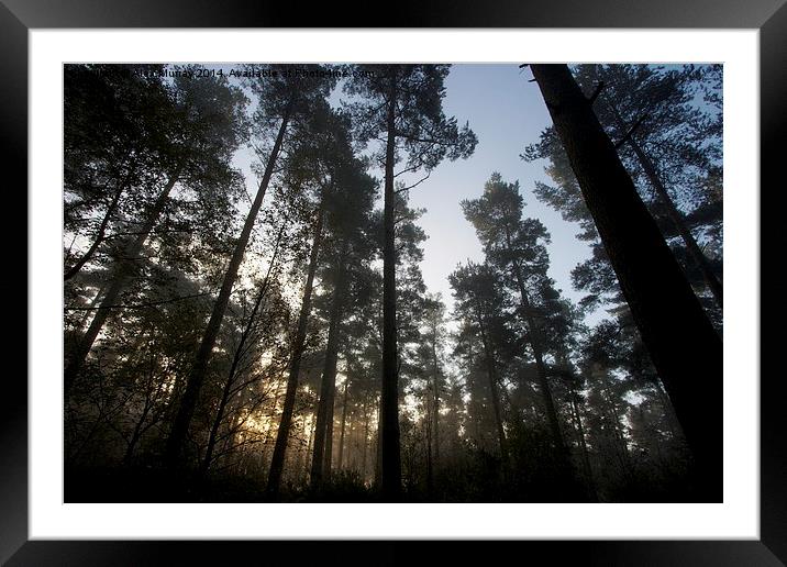  Misty morning in the forest Framed Mounted Print by Alex Murray
