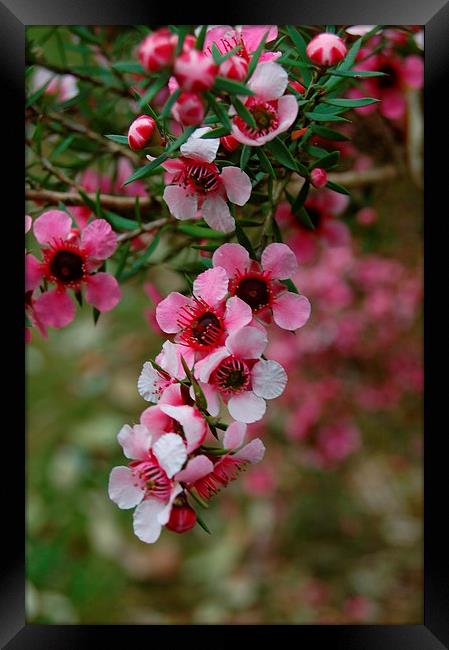  Pink Flower Framed Print by Alan Waters