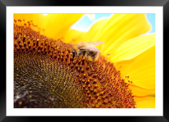  The Pollen Gatherer Framed Mounted Print by Alan Waters