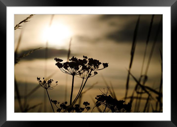  Sunlight Silhouettes Framed Mounted Print by Ray Abrahams