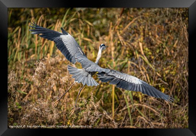 Spread Your Wings Framed Print by Ray Abrahams