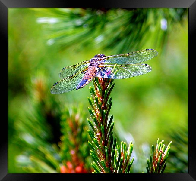  Lovely lace winged Dragon Fly Framed Print by Judith Lightfoot