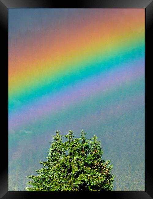  I can sing a rainbow Framed Print by Judith Lightfoot
