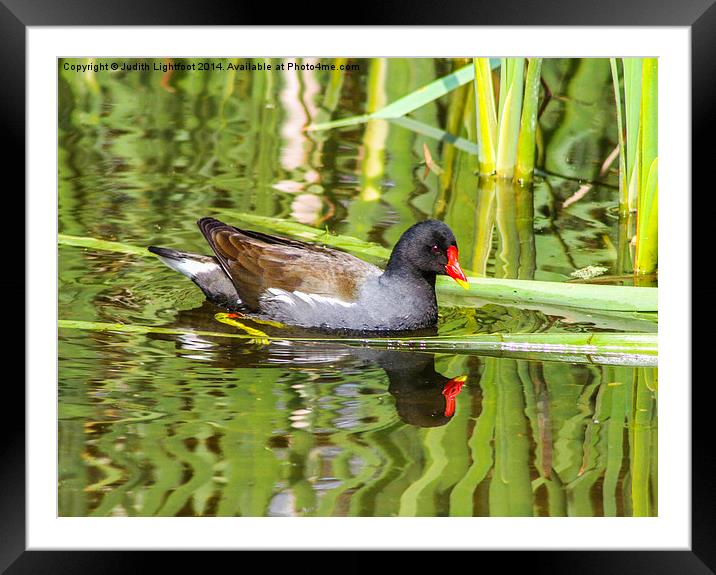 The Perfect Reflection Framed Mounted Print by Judith Lightfoot