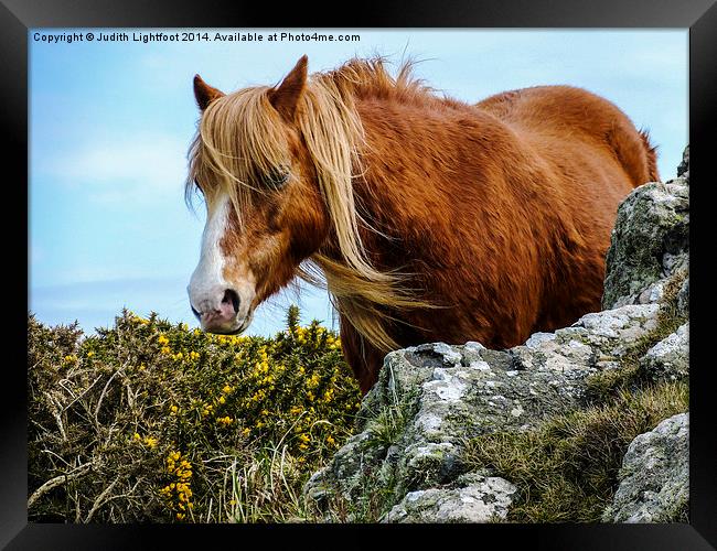 Wild Horse 2 Framed Print by Judith Lightfoot