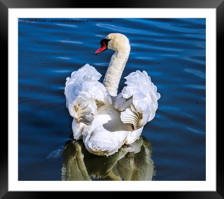  A Courting Swan Framed Mounted Print by Judith Lightfoot