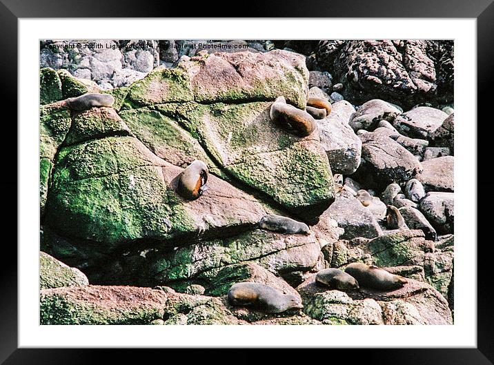   New Zealand fur seals x2 Framed Mounted Print by Judith Lightfoot