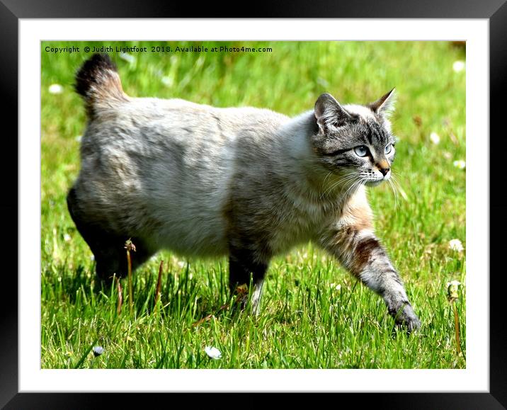 A LITTLE MANX CAT ON THE PROWL Framed Mounted Print by Judith Lightfoot