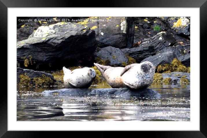TWO VERY SMUG CONTENTED GREY SEALS Framed Mounted Print by Judith Lightfoot