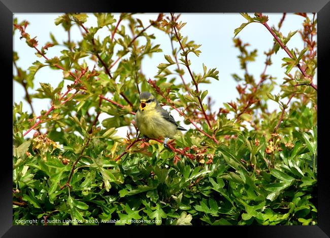 Give a little whistle... Fledgling Blue Tit Framed Print by Judith Lightfoot