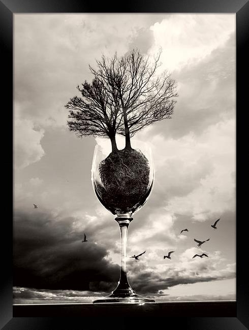 Glass Of Tree B&W Framed Print by Florin Birjoveanu