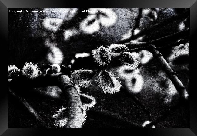 Spring Is Coming B&W Texture Framed Print by Florin Birjoveanu