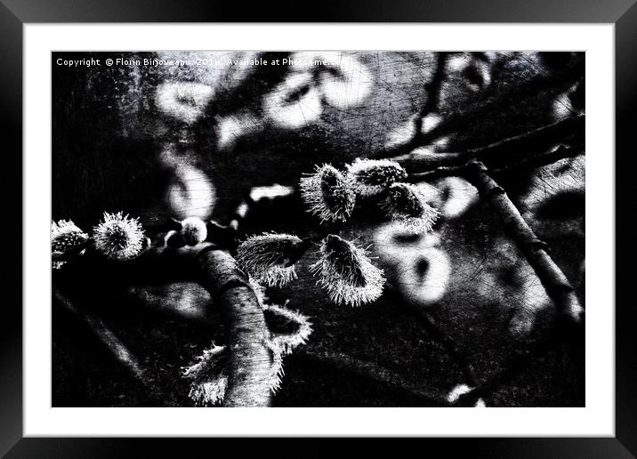 Spring Is Coming B&W Texture Framed Mounted Print by Florin Birjoveanu