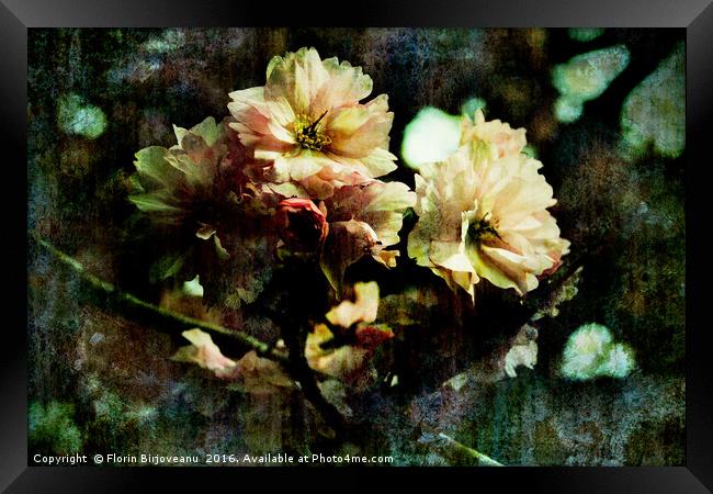 Flowering Cherry Texture  Framed Print by Florin Birjoveanu