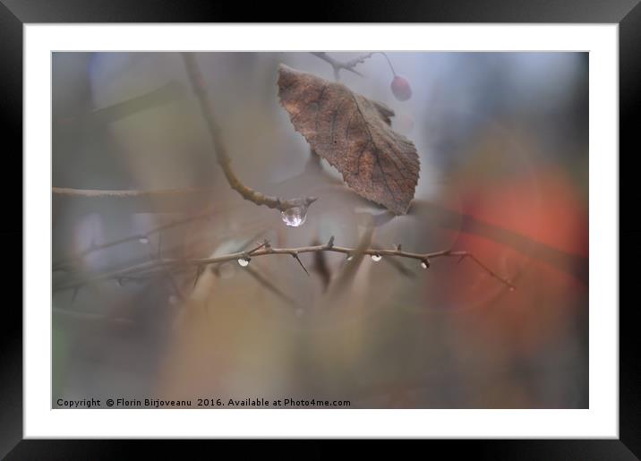 Drops Framed Mounted Print by Florin Birjoveanu