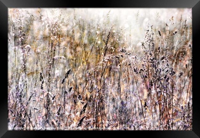 Grasses In The Afternoon Framed Print by Florin Birjoveanu