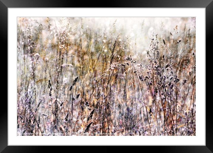 Grasses In The Afternoon Framed Mounted Print by Florin Birjoveanu