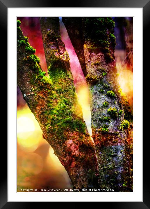 Tree Torso Effect Framed Mounted Print by Florin Birjoveanu