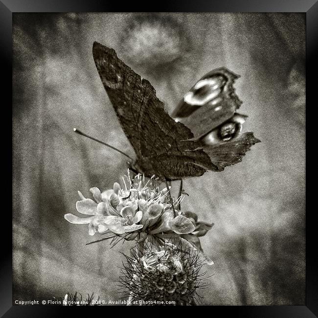 Butterfly Bw Framed Print by Florin Birjoveanu