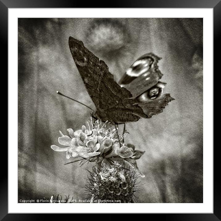 Butterfly Bw Framed Mounted Print by Florin Birjoveanu
