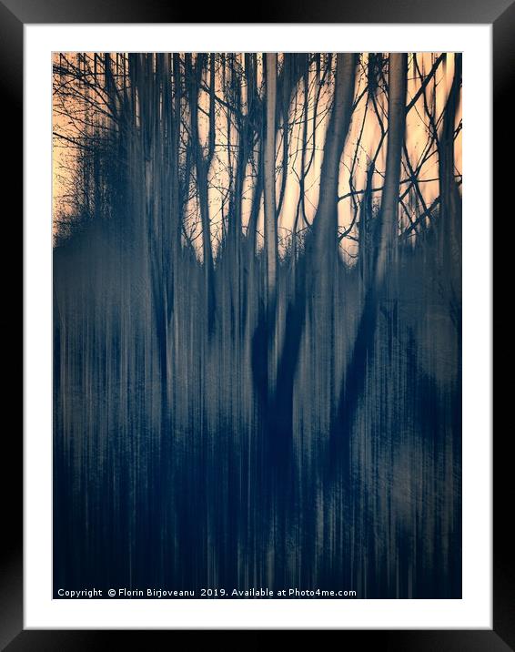Tinted Woods Bw Framed Mounted Print by Florin Birjoveanu