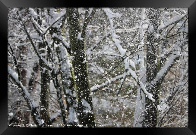 Snowy Trees  Framed Print by Florin Birjoveanu