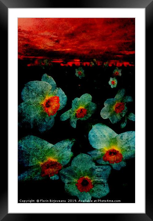 Narcissuses In The Darkness Framed Mounted Print by Florin Birjoveanu