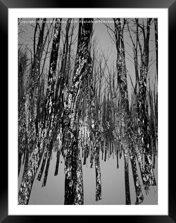 Northside Texture Bw Framed Mounted Print by Florin Birjoveanu