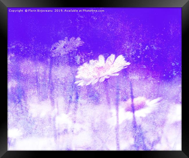Daisy Love Purple Framed Print by Florin Birjoveanu