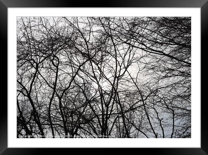Tree Background Framed Mounted Print by Florin Birjoveanu