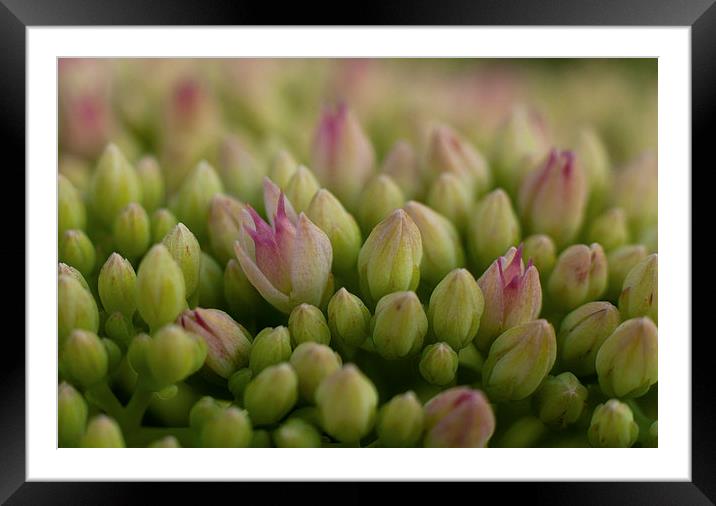  Green & Pink Framed Mounted Print by Iveta S