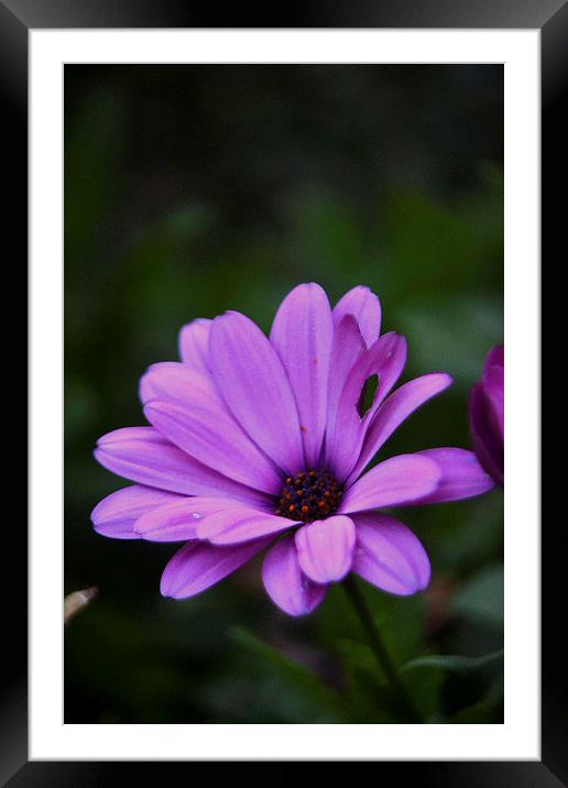 Purple Daisy Framed Mounted Print by Dana Wheatley