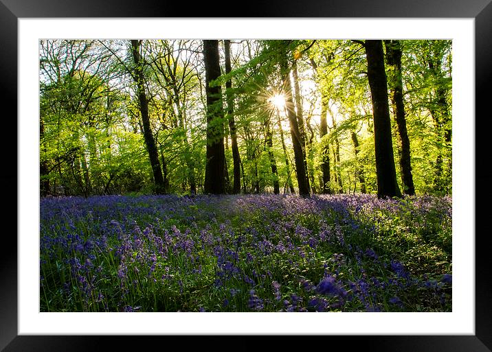  Bluebell Wood Framed Mounted Print by Richard Taylor
