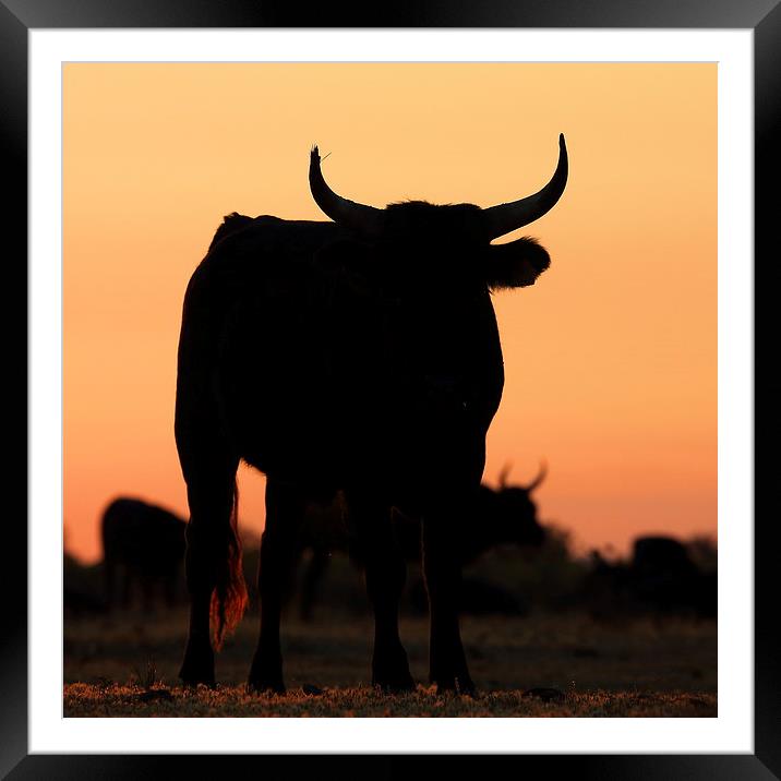  Camargue bull Framed Mounted Print by John Akar