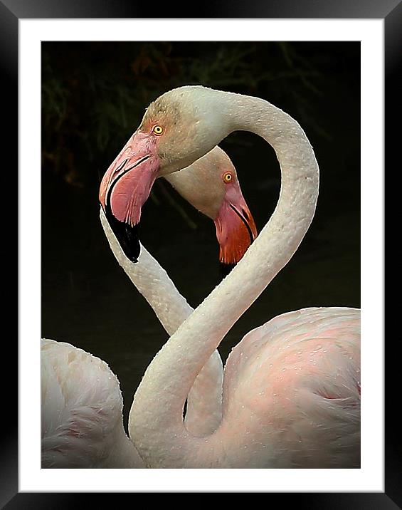  Flamingo Heart Framed Mounted Print by John Akar