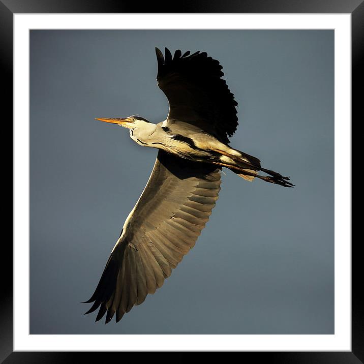 Grey Heron Flying Framed Mounted Print by John Akar