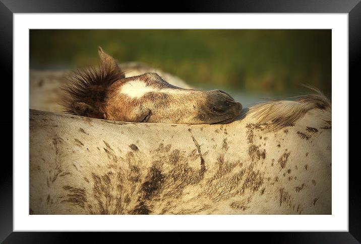  Foal sleeping on mum's back Framed Mounted Print by John Akar