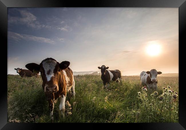  Nosey Cows Framed Print by John Cropper