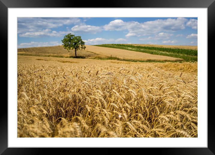 Wheat and A Tree Framed Mounted Print by Patrycja Polechonska