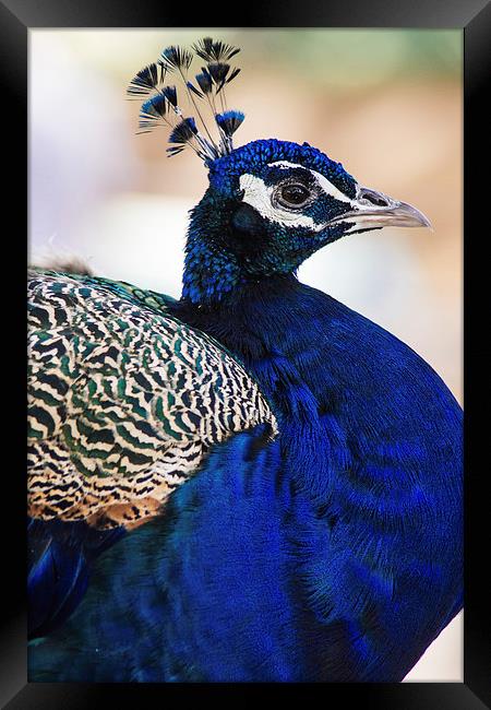  Elegant Peacock Portrait Framed Print by Patrycja Polechonska