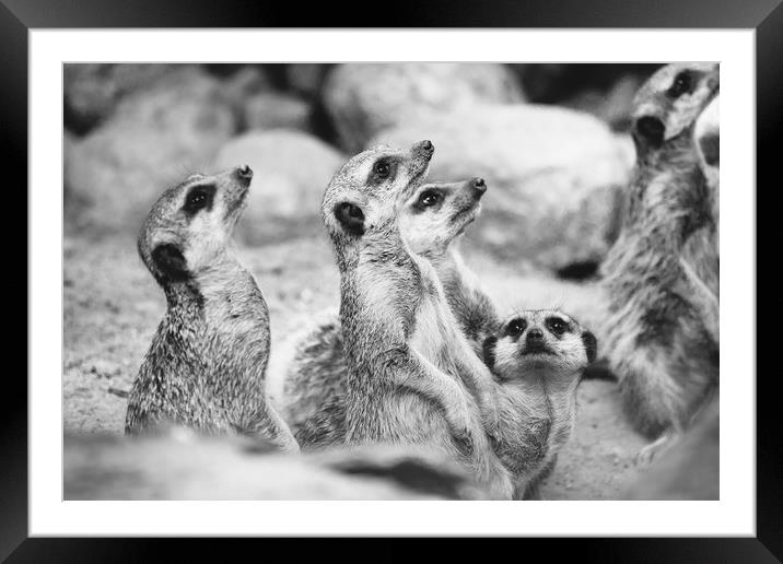 Meerkat Group Framed Mounted Print by Patrycja Polechonska