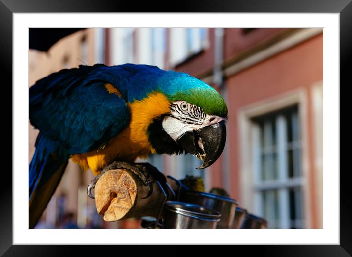 Blue Macaw Framed Mounted Print by Patrycja Polechonska