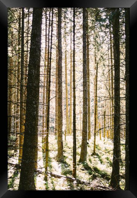 Sunlit Forest Framed Print by Patrycja Polechonska