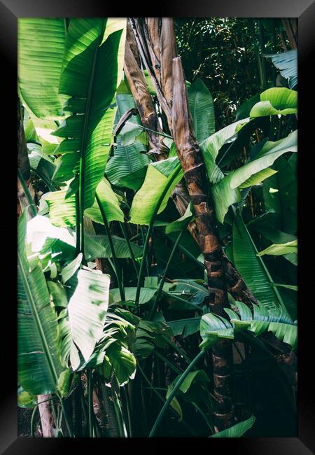 Tropical Jungle leaves Framed Print by Patrycja Polechonska