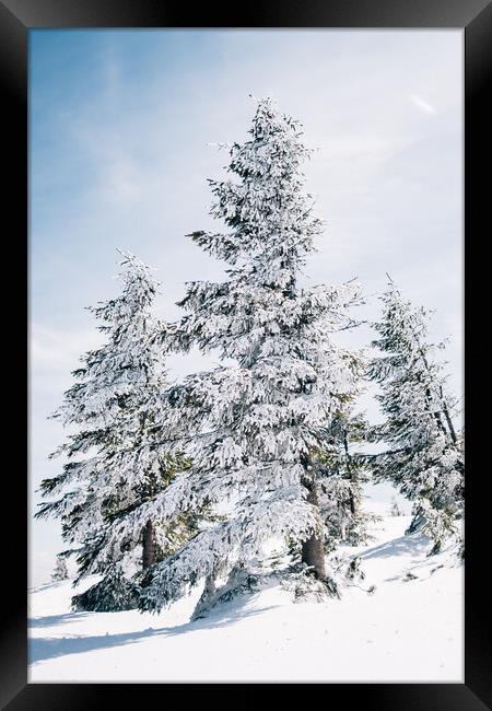 Snow Covered Trees Framed Print by Patrycja Polechonska