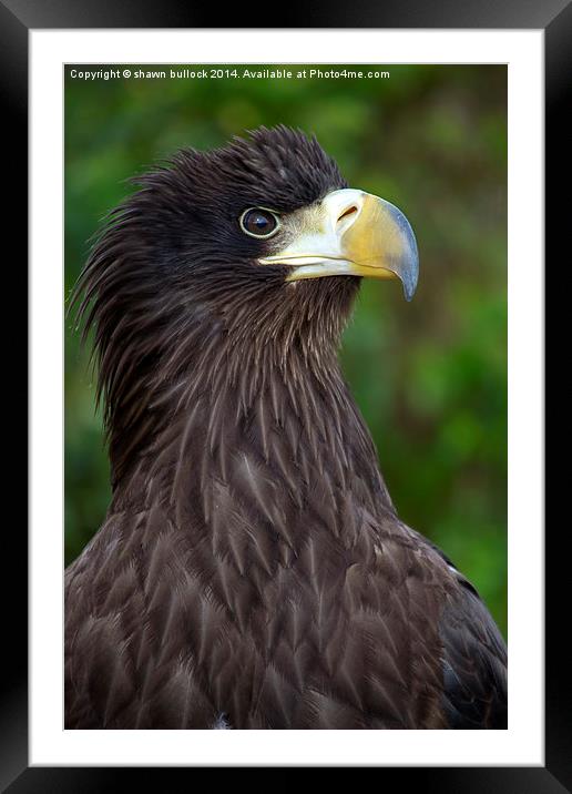  Sea Eagle Framed Mounted Print by shawn bullock